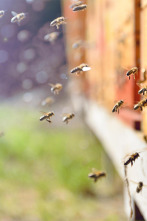 Imagen de Así se hace (T25): Muestras de testigos - 1