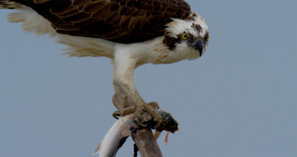 Imagen de Doñana - 3