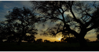 Imagen de Doñana - 4