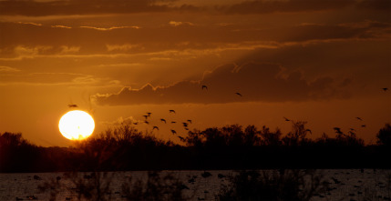 Imagen de Doñana - 7