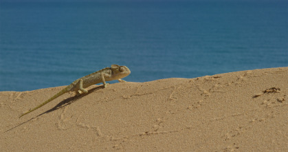 Imagen de Doñana - 8