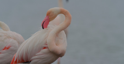 Imagen de Doñana - 12