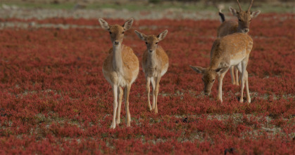 Imagen de Doñana - 13