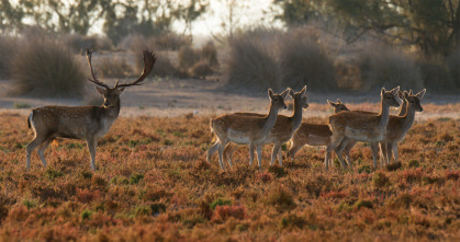 Imagen de Doñana - 14