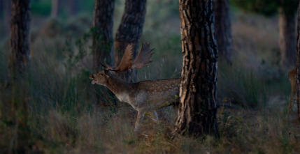 Imagen de Doñana - 15