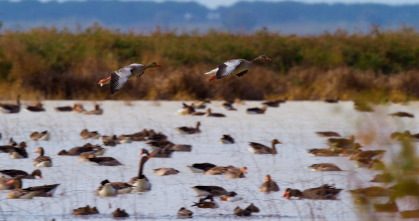 Imagen de Doñana - 16