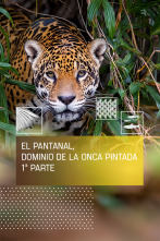 Imagen de El pantanal, dominio de la Onca Pintada I - 1