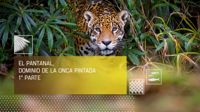 Imagen de El pantanal, dominio de la Onca Pintada I - 2