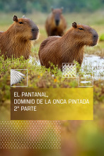 Imagen de El pantanal, dominio de la Onca Pintada II - 1