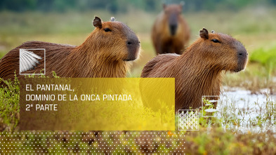Imagen de El pantanal, dominio de la Onca Pintada II - 2