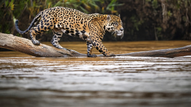 Imagen de El pantanal, dominio de la Onca Pintada II - 3