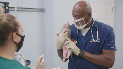 Imagen de Critter fixers:...: Cerditos poderosos - 1