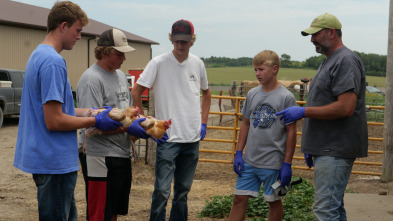 Imagen de Veterinarios de... (T4): Las gallinas se complican - 1