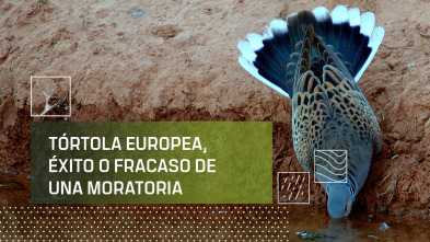 Imagen de Tórtola Europea, éxito o fracaso de una moratoria - 2