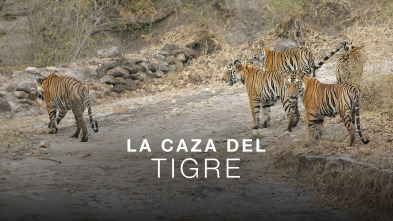 Imagen de La caza del tigre - 2