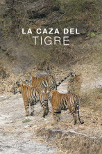 Imagen de La caza del tigre - 1