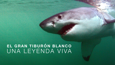 Imagen de El gran tiburón blanco: una leyenda viva - 2