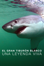 Imagen de El gran tiburón blanco: una leyenda viva - 1