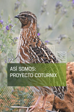 Imagen de Así somos: Proyecto Coturnix - 1