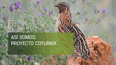 Imagen de Así somos: Proyecto Coturnix - 2