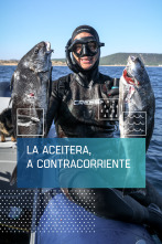 Imagen de La Aceitera, contra corriente - 1