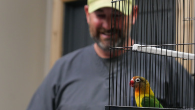 Imagen de Veterinarios de Nebraska: Periquitos - 1