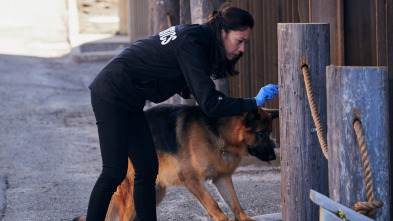Imagen de Hudson y Rex (T1): Ep.14 Un hombre importante - 1