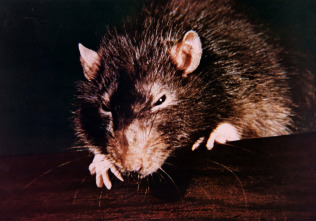 Imagen de La revolución de las ratas (Willard) - 5