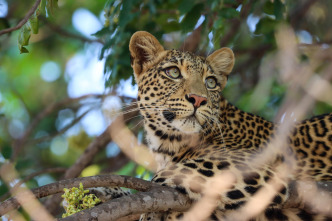 Imagen de Kingdom  - 7