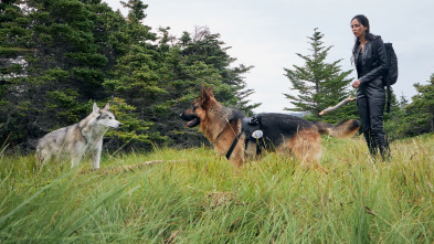 Imagen de Hudson y Rex (T2): Ep.4 Los Bosques Tienen Ojos - 3