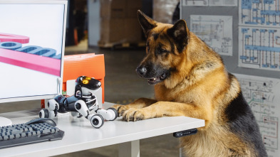 Imagen de Hudson & Rex (T2): Ep.8 Rex Machina - 5