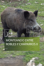 Imagen de Monteando entre robles y chaparros 2º parte - 1