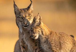 Imagen de Cómo se hizo Parenthood: Ep.3 - 1