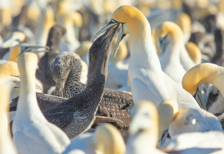 Imagen de Cómo se hizo Parenthood: Ep.4 - 2