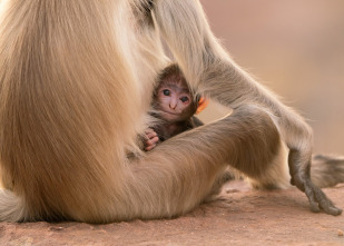 Imagen de Cómo se hizo Parenthood  - 3