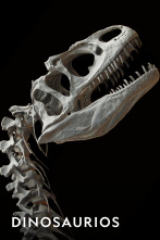 Imagen de Dinosaurios  - 1