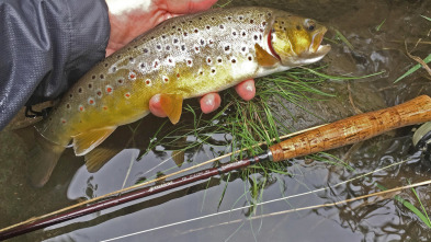 Imagen de Truchas palentinas - 3