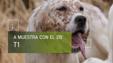 Imagen de A muestra con el 28 (T1) - 2