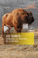 Imagen de Así somos: Rewilding: La frontera de lo natural - 1
