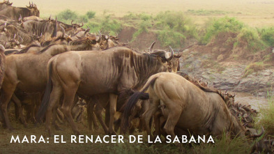Imagen de Mara: el renacer de la Sabana  - 2