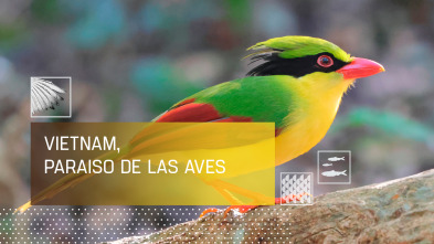 Imagen de Vietnam, paraíso de las aves - 2