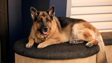 Imagen de Hudson y Rex (T7): Ep.1 Doble o Nada - 3