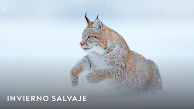 Imagen de Invierno salvaje  - 2