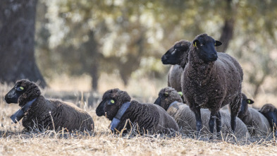 Imagen de Redileo: Conservación en Monfragüe - 3