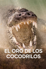 Imagen de El oro de los cocodrilos  - 1