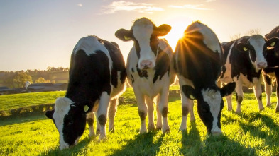 Imagen de Granjas en acción (T1): Ep.4 - 2