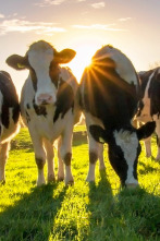 Imagen de Granjas en acción (T1): Ep.4 - 1