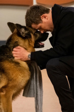 Imagen de Hudson y Rex (T4): Ep.16 Los últimos días de perros - 1