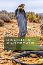 Imagen de Sáhara occidental: Agua de vida y muerte - 1
