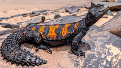 Imagen de Sáhara occidental: Agua de vida y muerte - 3